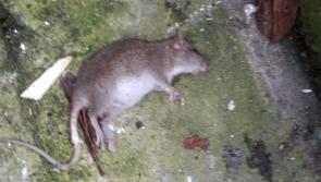 'Major' problem with rats in the Bogside area of Derry, says local politician