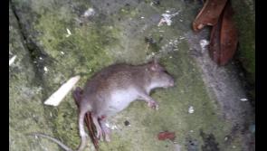 Bogside residents call for 'immediate action’ over rat infestation