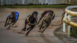 Greyhound racing back on track at the Brandywell in Derry after Covid lockdown