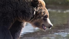 Wild Ireland -  why this special place is so much more than somewhere to go and look at animals