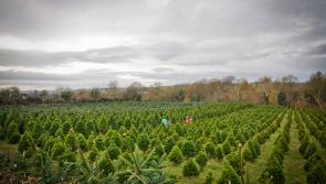 Derry Christmas tree farm takes the 'difficult but necessary' decision not to open this year