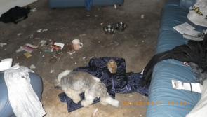 Dog rehomed after being found living in terrible conditions at a flat in Derry