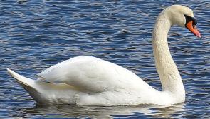 Dead swan in County Derry town tests positive for Avian Influenza
