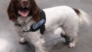 Drugs dog sniffs out a batch of cannabis which was destined for an address in the north west