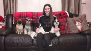 Maghera teenager uses the lockdown to launch her new dog-grooming business
