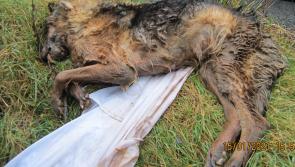 Body of German shepherd dog found wrapped in shower curtain and dumped in drain close to Derry/Donegal border