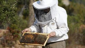 Council to meet bee group over concerns