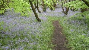 Environmentalists in Derry angry at treatment of local beauty spots