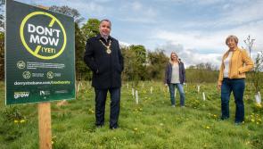 Grass-cutting to be reduced in Derry parks to support local bee population