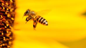 Make sure and 'bee' in on Thursday night to catch Derry on the TV