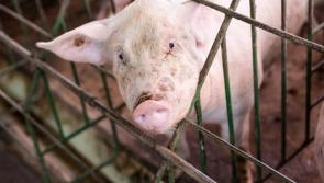 Investigation underway into County Derry animal welfare breach