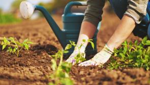Have you 'green fingers'?.... then the Foyle Hospice would like to hear from you