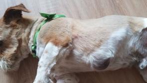 Pup rescued after two years tied in the back yard
