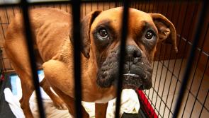 USPCA slams animal welfare law after Claudy man's sentence