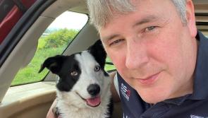 Dog owners urged to comply with beach restrictions