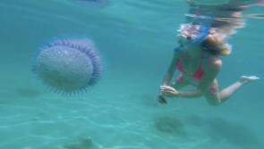 'I've lived a dream, spending most of my days under water'