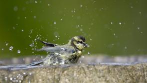People asked to put out water in their gardens to help birds cope with the hot weather