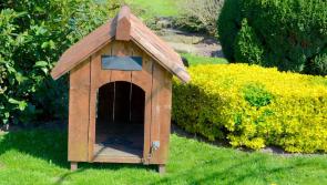 County Derry man hid in dog kennel before assaulting police