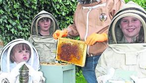 Derry beekeepers buzzing with £9,600 funding boost