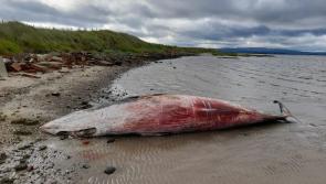 Whale carcass on County Derry beach is posing a health risk