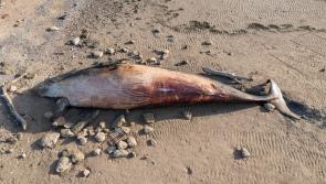 Removing whale carcass on County Derry beach 'not feasible' says Department