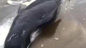 Live whale stranded on Donegal beach
