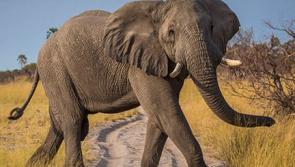 Derry man charged with illegally trading in African elephant and sperm whale