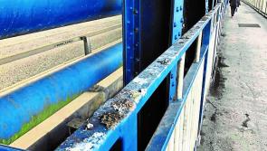 Go ahead given for work to tackle Derry bridge's pigeon dropping problem