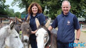 Donkey charity ‘bursting at the seams’ as rescue cases grow