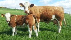 Arrival of 2,000 cows leads to traffic restrictions on roads between Derry, Letterkenny and Buncrana