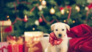 Public urged to think twice before buying a puppy for Christmas