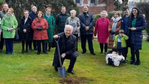 Memorial oak trees planted in Derry church grounds