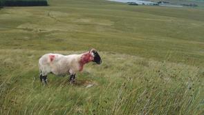 Council sheep worrying appeal after County Derry man prosecuted 