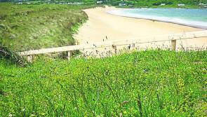 Restricted access for pets on beaches popular with Derry beach-goers