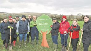 County Derry supermarkets sponsor planting of over 800 trees