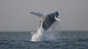 Europe's top marine scientists due in Derry