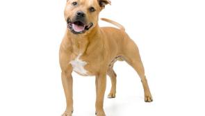 Derry man slammed dog into tarmac from above his head