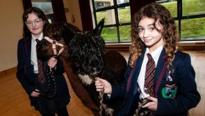 Princes Trust Alpacas success at Oakgrove Integrated College