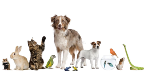 Me & You with Jennifer Griffiths: Choosing the right pet!