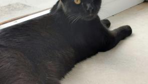 Abandoned kitten still waiting for a 'furrever' home
