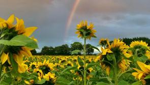  Uplifting Field of Hope sunflower field opens in Donegal - important visitor information