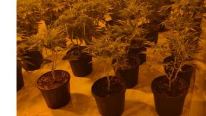 Gardai seize drugs valued at almost €500,000 following search