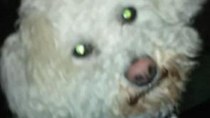 Beloved family pet dead in minutes after dog attack