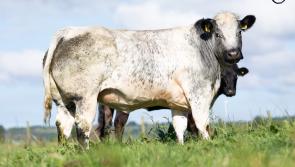 Annual In-Calf Heifer sale to take place in Swatragh this week