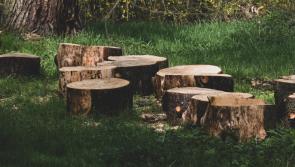 County Derry men fined after illegal tree felling