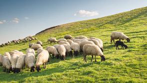 Derry has the fifth most amount of sheep across the counties in Ireland