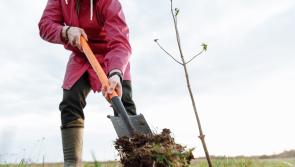 Funding available to support environmental sustainability initiatives in Derry