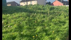 Grass and weeds at waist height in Ballymagroarty and Hazelbank - Conor Heaney