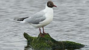 Chief Vet urges vigilance after Avian Influenza detected in Magherafelt
