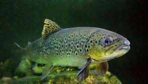 Collaboration reveals fascinating sea trout growth in Lough Foyle system